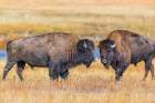 Bison exhibiting breeding behavior in Yellowstone National Park. Art Print
